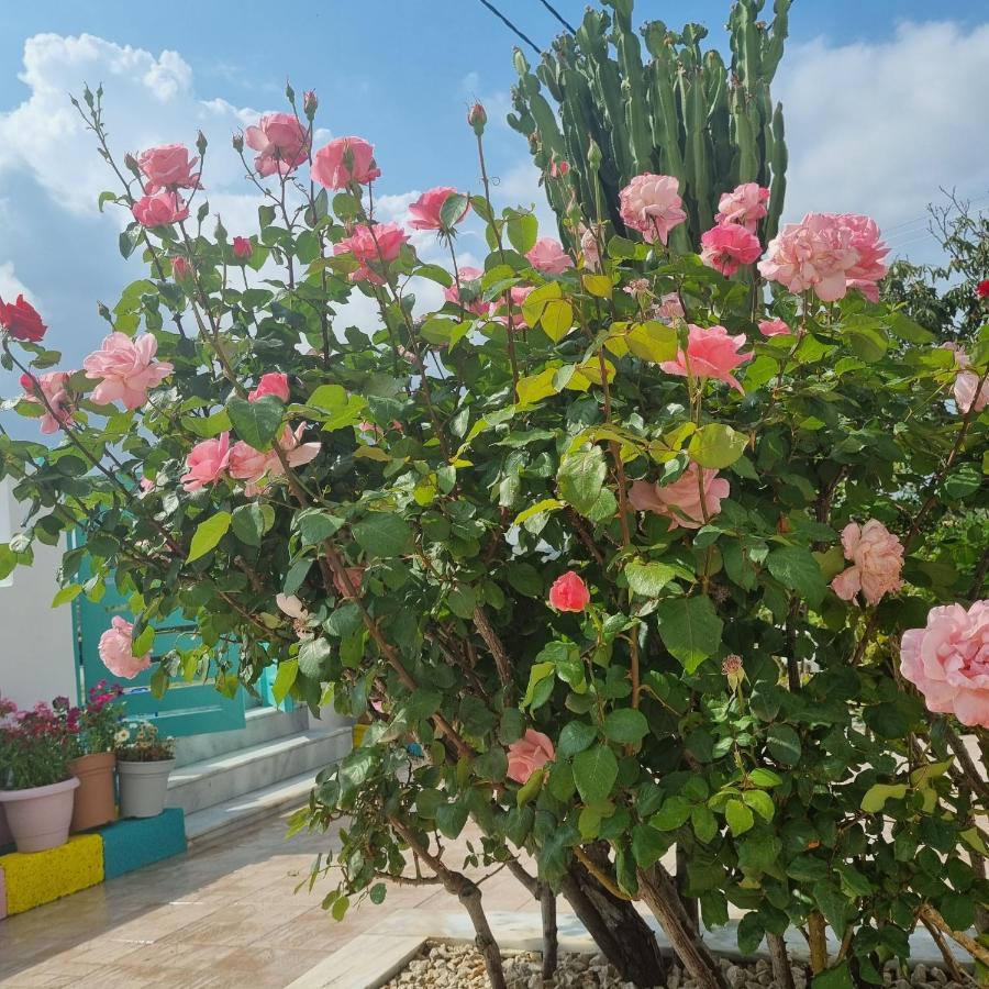 Arocaria - Faliraki Peaceful Apartments Εξωτερικό φωτογραφία